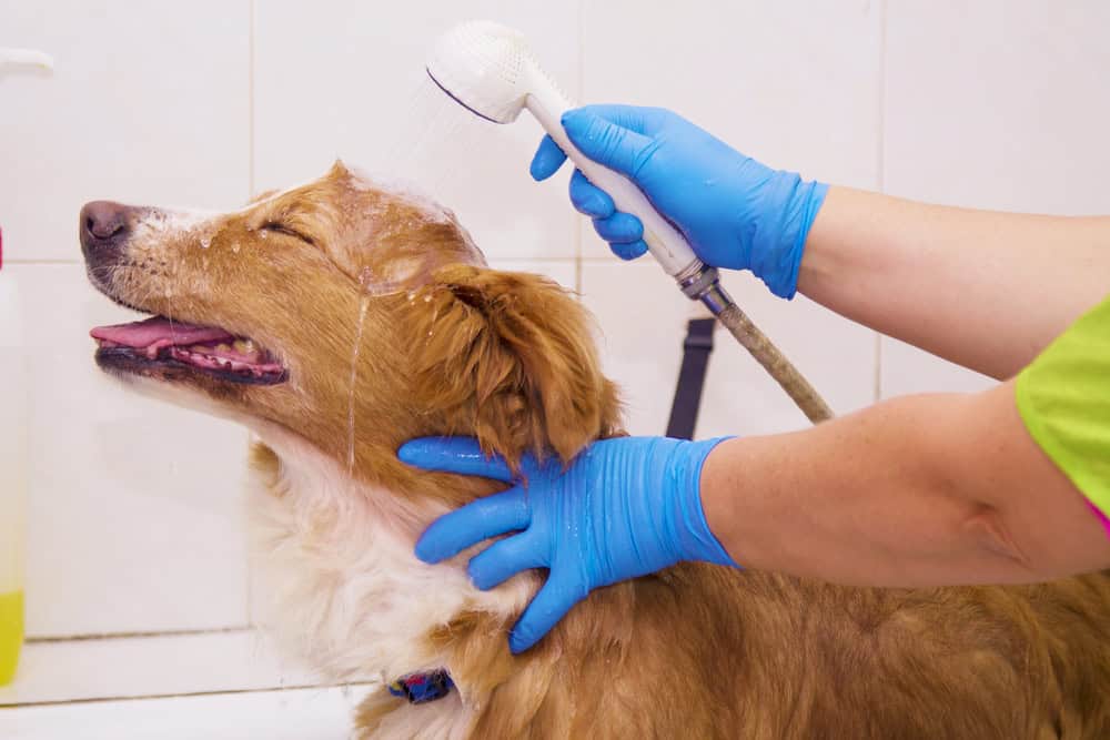 cão tomando banho em franquia pet shop