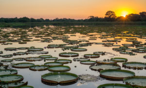 Franquias para Mato Grosso: Imagem do pantanal mato grossense