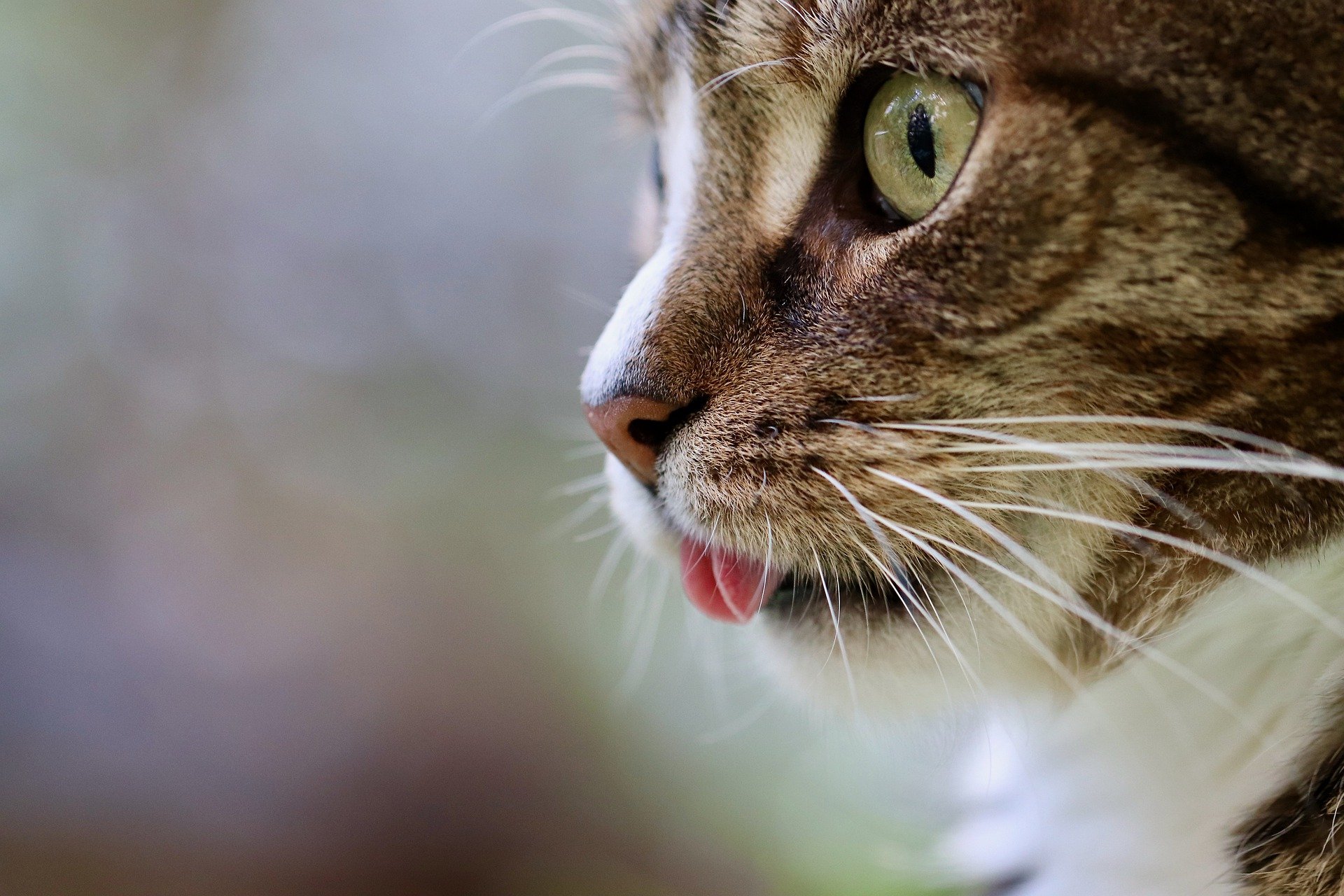 Vemos um gatinho de perfil com a língua para fora.