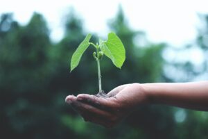 Imagem de uma mão segurando uma planta em crescimento, Imagem ilustrativa texto empreendedorismo sustentável.