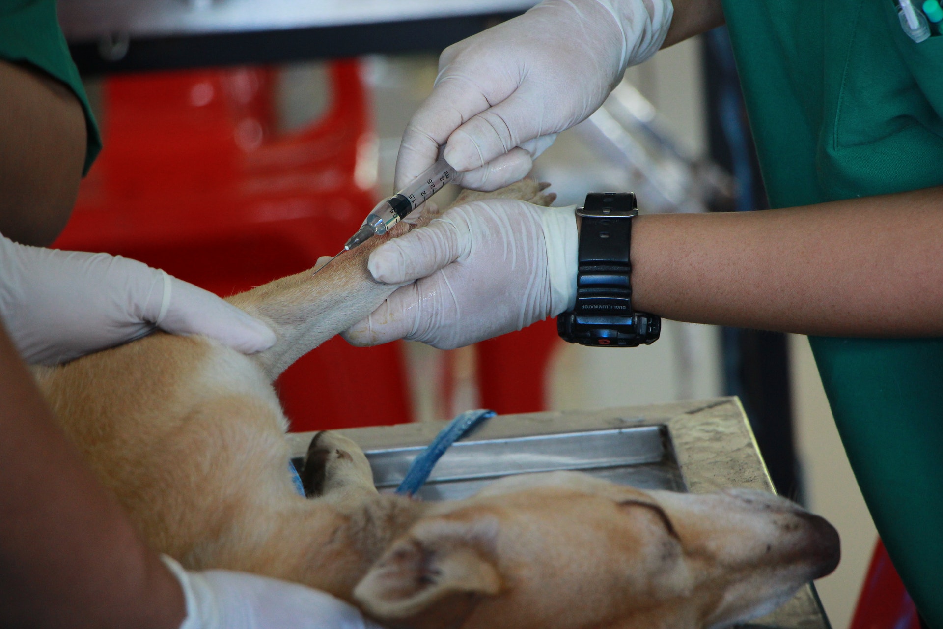 Imagem de um veterinário cuidando de um cachorro em uma mesa de cirurgia. Imagem ilustrativa texto nichos de negócios lucrativos.