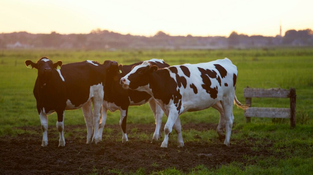 Imagem de duas vacas em um pasto. Imagem ilustrativa texto qual negócio montar em cidade pequena.