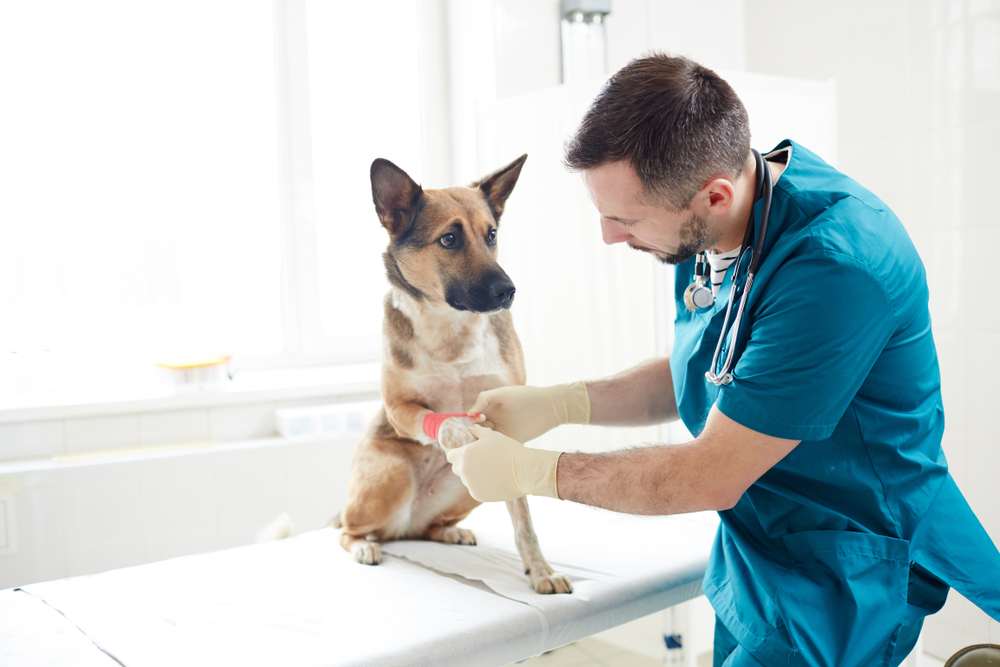 Imagem de um veterinário cuidando de um cachorro. Imagem ilustrativa do texto empreender sozinho.