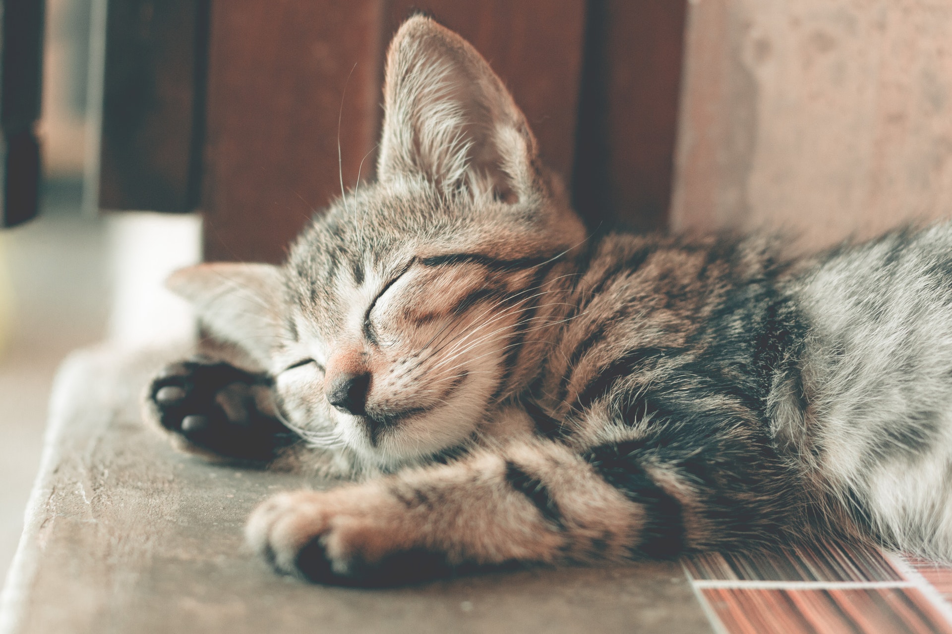 Imagem de um gatinho dormindo. 
