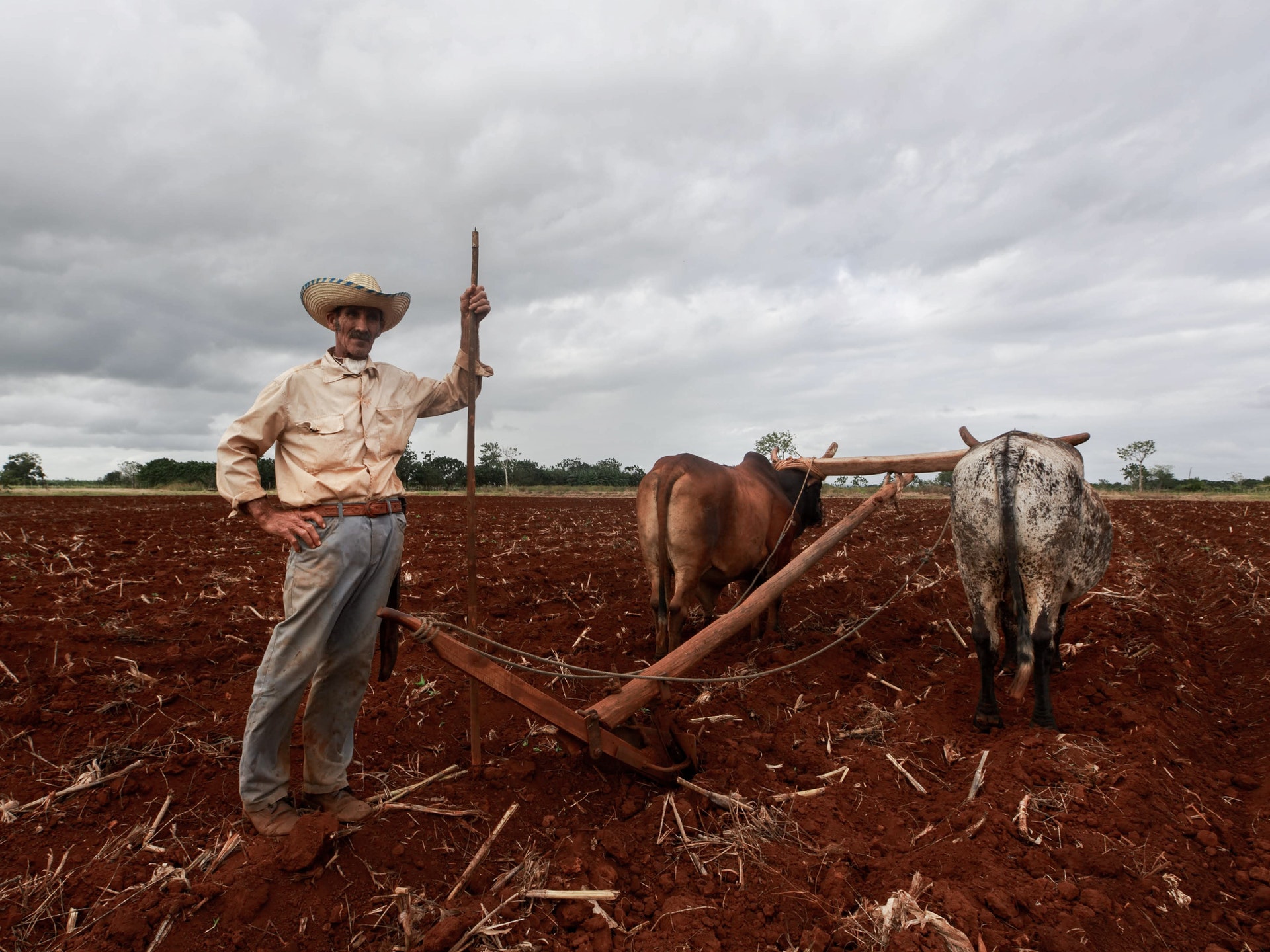 Homem do campo arando um terreno com dois bois. Imagem ilustrativa do texto sobre franquias online de sucesso.