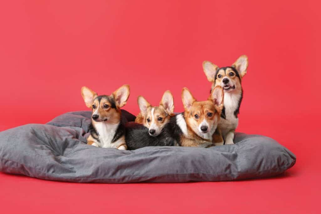 apaixonados por pets