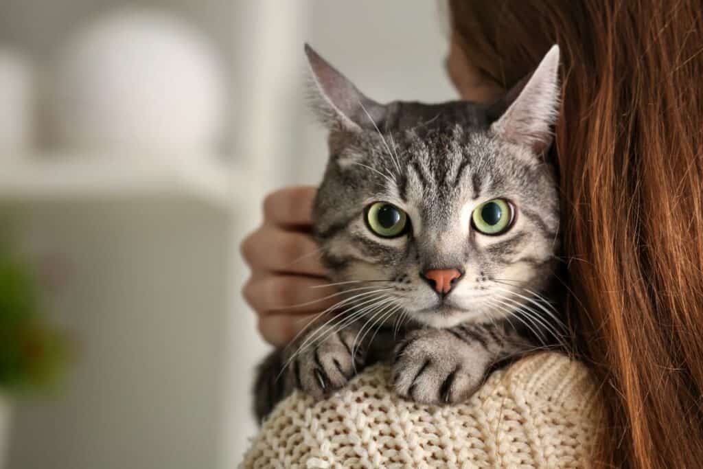 gato bem cuidado